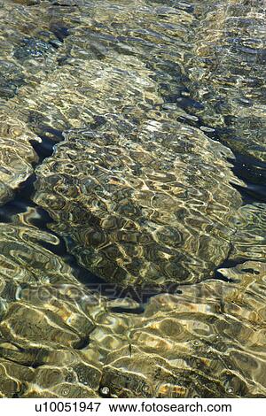 Rocks seen through clear, rippled water with dappled sunlight in Maui, Hawaii. View Large Photo Image Stock Photo - Rocks seen through clear, rippled water with dappled sunlight in Maui, Hawaii.. Fotosearch