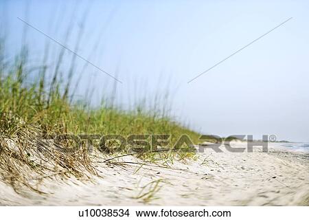 Picture - Sand dune with grass at the beach.. Fotosearch