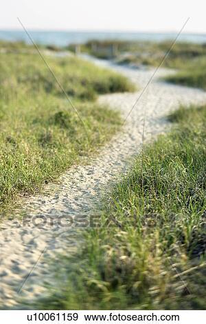 Sandy pathway to beach on Bald Head Island, North Carolina. View Large Photo Image Stock Photo - Sandy pathway to beach on Bald Head Island, North Carolina.. Fotosearch