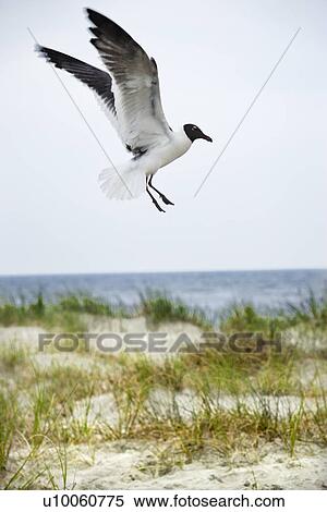 Stock Photography - Seagull landing on beach.. Fotosearch