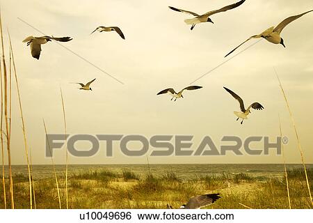Stock Photograph - Seagulls flying over beach.. Fotosearch