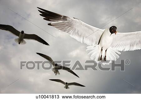 Seagulls in flight. View Large Photo Image Stock Image - Seagulls in flight.. Fotosearch