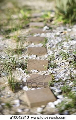 Stepping stone pathway with oyster shells. View Large Photo Image Stock Image - Stepping stone pathway with oyster shells.. Fotosearch