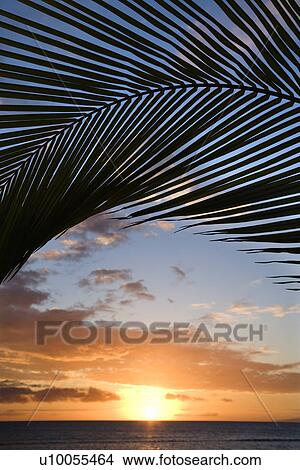 Picture - Sunset sky framed by palm fronds over the Pacific Ocean in Kihei, Maui, Hawaii, USA.. Fotosearch