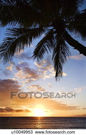 Stock Image - Sunset sky framed by palm tree over the Pacific Ocean in Kihei, Maui, Hawaii, USA.. Fotosearch