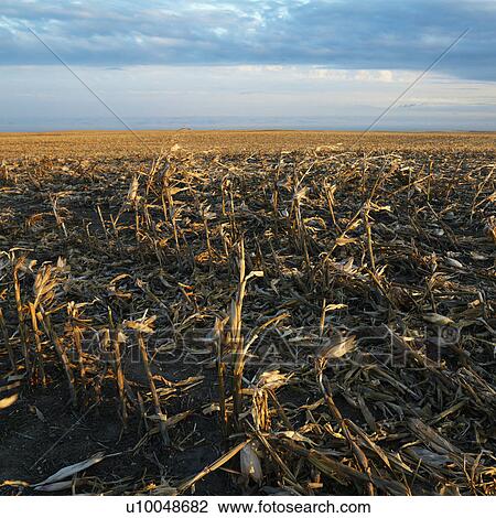 Dead cornfield in rural South Dakota. View Large Photo Image Stock Image - Dead cornfield in rural South Dakota.. Fotosearch