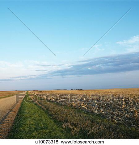 Dirt road going through dead cornfield in rural South Dakota. View Large Photo Image Stock Photography - Dirt road going through dead cornfield in rural South Dakota.. Fotosearch