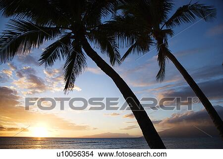 Picture - Sunset sky framed by palm trees over the Pacific Ocean in Kihei, Maui, Hawaii, USA.. Fotosearch
