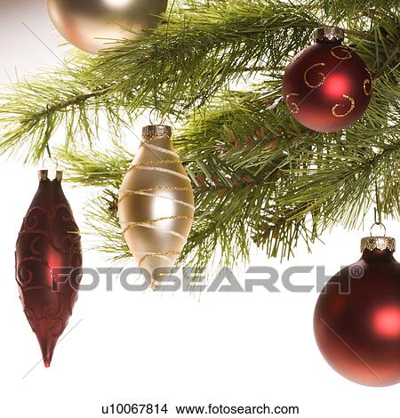 Picture - Still life of red and gold Christmas ornaments hanging from pine branch.. Fotosearch