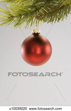 Still life of red Christmas ornament hanging from pine branch. View Large Photo Image Stock Image - Still life of red Christmas ornament hanging from pine branch.. Fotosearch