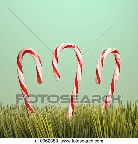 Still life of three upright candy canes in grass. View Large Photo Image Stock Photo - Still life of three upright candy canes in grass.. Fotosearch