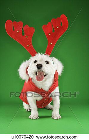Stock Image - White terrier dog dressed in red coat wearing antlers.. Fotosearch