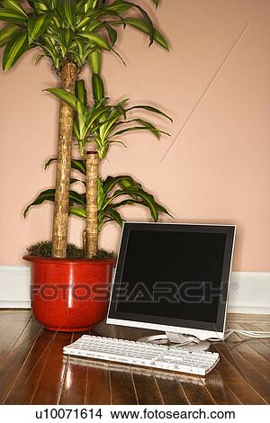 Houseplant and computer on hardwood floor. View Large Photo Image Picture - Houseplant and computer on hardwood floor.. Fotosearch