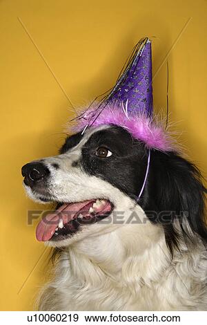 Black and white Border Collie mix dog wearing party hat. View Large Photo Image Stock Photo - Black and white Border Collie mix dog wearing party hat.. Fotosearch