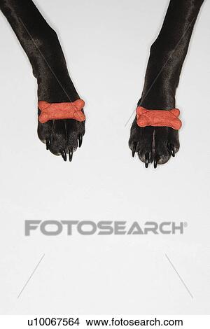 Picture - Black dog balancing dog bones on paws.. Fotosearch