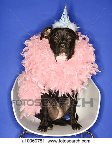 Stock Image - Black mixed breed dog wearing party hat and feather boa.. Fotosearch