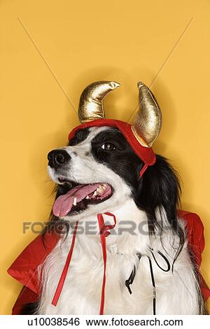 Border Collie in Devil costume. View Large Photo Image Stock Photograph - Border Collie in Devil costume.. Fotosearch