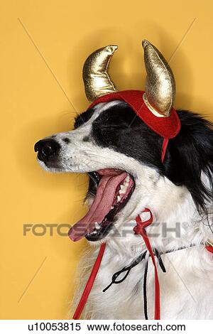 Border Collie in Devil costume yawning. View Large Photo Image Stock Photography - Border Collie in Devil costume yawning.. Fotosearch