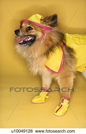 Stock Photo - Brown Pomeranian dog wearing rain gear.. Fotosearch
