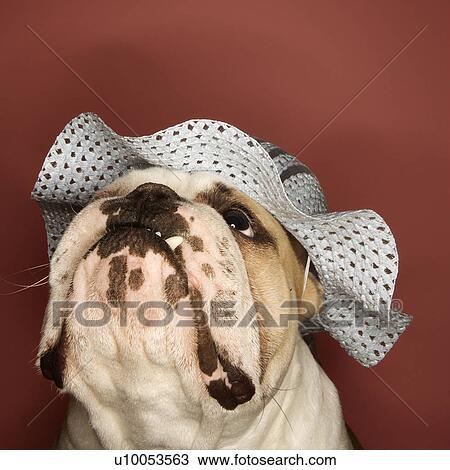 Close-up of English Bulldog looking upward and wearing a bonnet. View Large Photo Image Stock Image - Close-up of English Bulldog looking upward and wearing a bonnet.. Fotosearch