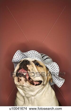 Close-up of happy English Bulldog looking upward and wearing a bonnet. View Large Photo Image Picture - Close-up of happy English Bulldog looking upward and wearing a bonnet.. Fotosearch
