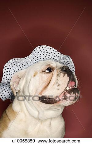 Stock Photo - Close-up of happy English Bulldog looking upward and wearing a bonnet.. Fotosearch