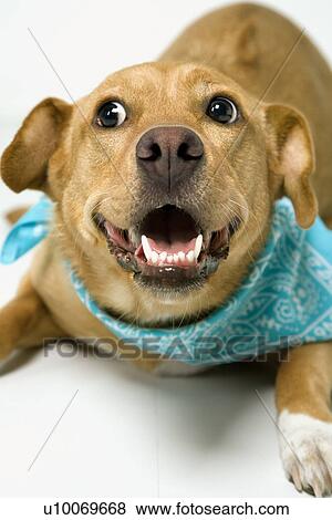 Dog looking playful. View Large Photo Image Stock Photo - Dog looking playful.. Fotosearch