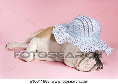 Stock Photo - English Bulldog sleeping on pink background and wearing a bonnet.. Fotosearch