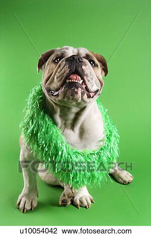 English Bulldog wearing lei sitting on green background. View Large Photo Image Stock Image - English Bulldog wearing lei sitting on green background.. Fotosearch