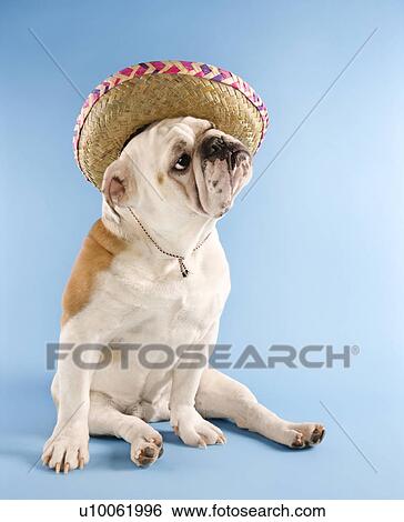 Stock Photograph - English Bulldog wearing sombrero on blue background looking off to the side.. Fotosearch