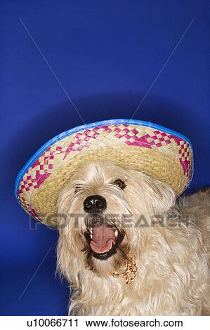 Fluffy brown dog wearing Mexican sombrero. View Large Photo Image Stock Image - Fluffy brown dog wearing Mexican sombrero.. Fotosearch