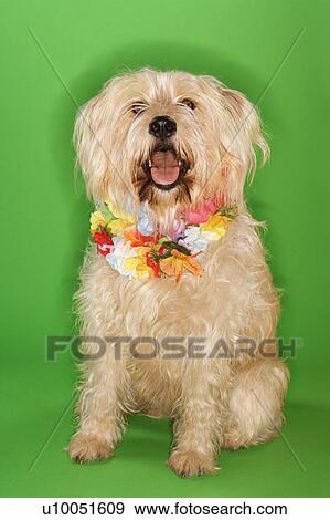 Stock Photo - Fluffy dog sitting wearing lei.. Fotosearch