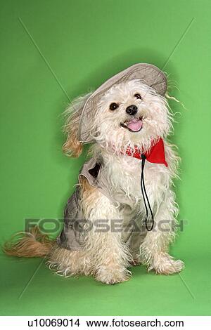 Picture - Fluffy small dog in safari outfit.. Fotosearch