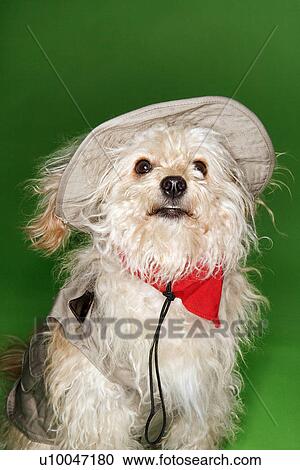 Stock Image - Fluffy small dog in safari outfit.. Fotosearch