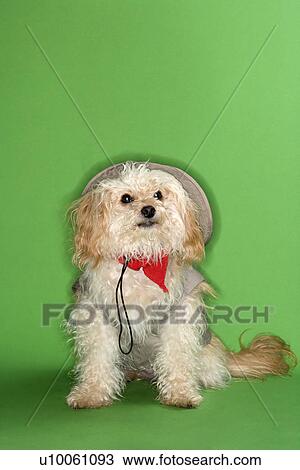 Stock Image - Fluffy small dog in safari outfit.. Fotosearch
