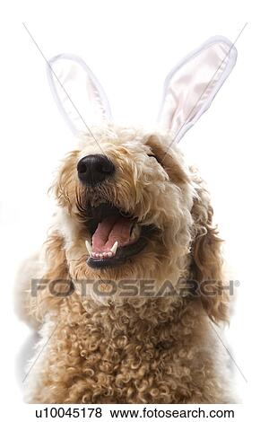 Stock Photo - Goldendoodle dog in bunny ears.. Fotosearch