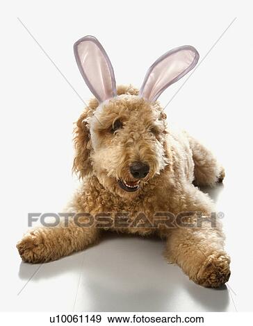 Goldendoodle Dog In Bunny Ears Stock Photo U10061149 Fotosearch Goldendoodle Dog In Bunny Ears Stock