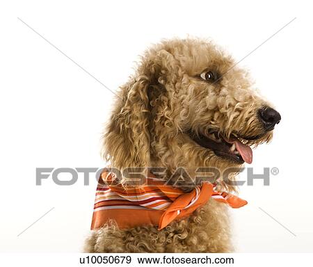 dog wearing bandana