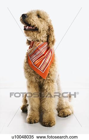 dog wearing bandana