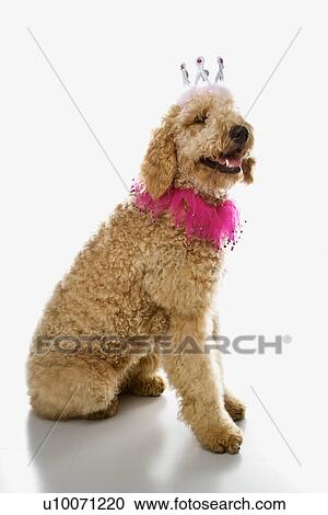 Stock Image - Goldendoodle dog wearing costume.. Fotosearch
