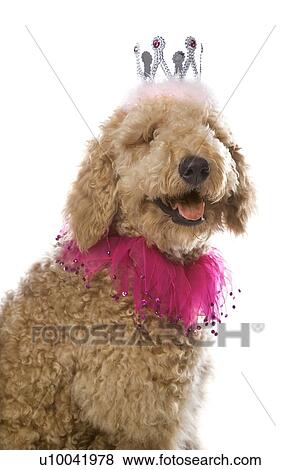 Stock Photo - Goldendoodle dog wearing costume.. Fotosearch