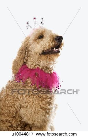 Goldendoodle dog wearing costume. View Large Photo Image Stock Photo - Goldendoodle dog wearing costume.. Fotosearch