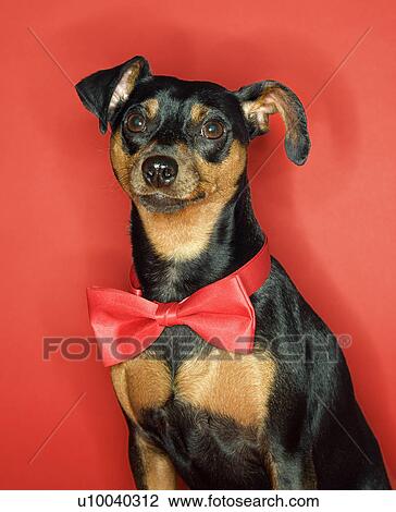 Miniature Pinscher dog wearing red bowtie sitting against red background. View Large Photo Image Stock Image - Miniature Pinscher dog wearing red bowtie sitting against red background.. Fotosearch