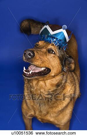 Mixed breed brown dog wearing crown. View Large Photo Image Stock Photograph - Mixed breed brown dog wearing crown.. Fotosearch