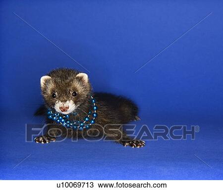 Portrait of brown ferret blue wearing necklace against blue background. View Large Photo Image Stock Image - Portrait of brown ferret blue wearing necklace against blue background.. Fotosearch