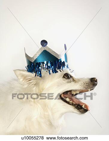 Profile of fluffy white dog wearing paper crown. View Large Photo Image Stock Photo - Profile of fluffy white dog wearing paper crown.. Fotosearch
