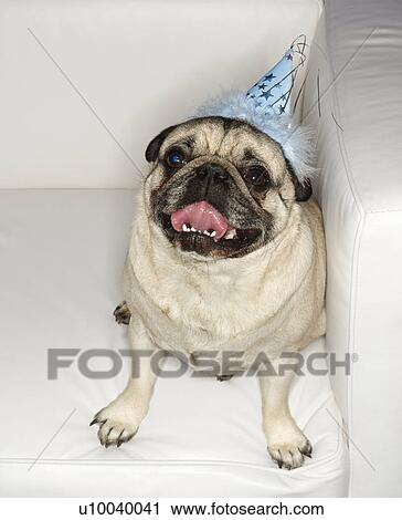Stock Image - Pug dog sitting in chair.. Fotosearch