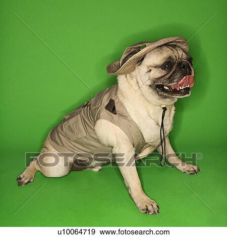 Pug dog wearing safari outfit. View Large Photo Image Stock Photo - Pug dog wearing safari outfit.. Fotosearch