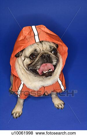Pug wearing hoodie jacket. View Large Photo Image Stock Photo - Pug wearing hoodie jacket.. Fotosearch