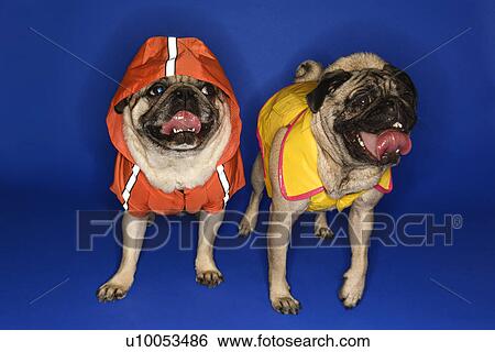 Stock Photograph - Pug wearing hoodie jacket.. Fotosearch